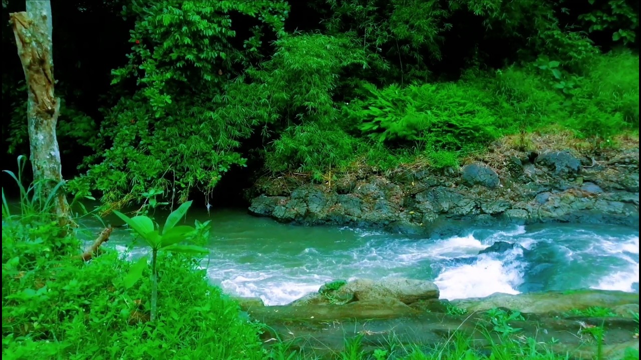 Beautiful Relaxing River  Nature Sounds Sleep Meditation Study Stress Relief Mindfulness