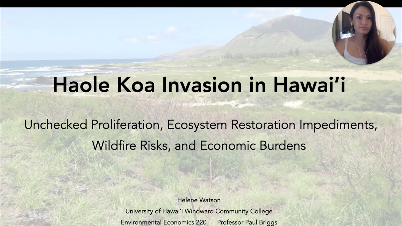 Haole Koa Invasion in Hawai'i