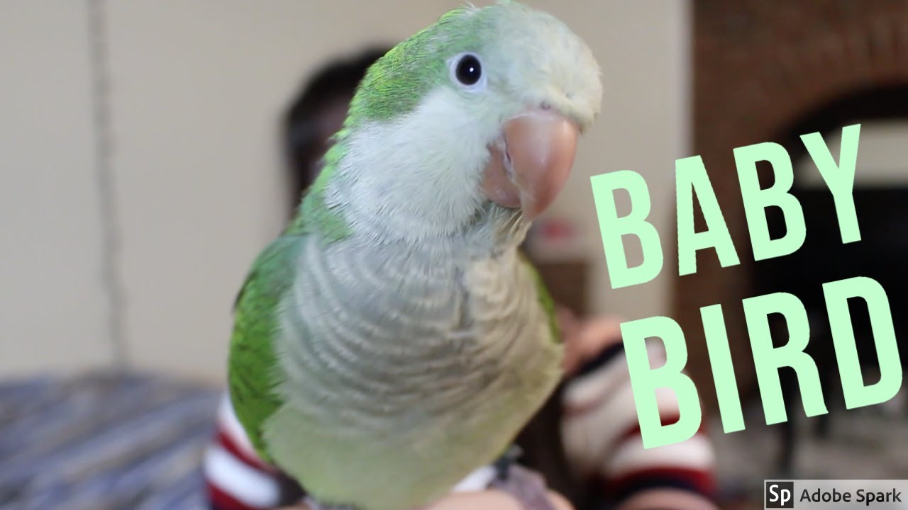 Чего ожидать в первый день, когда вы принесли птицу домой