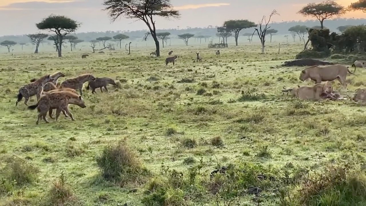Young male lion protects his siblings from a hyena clan