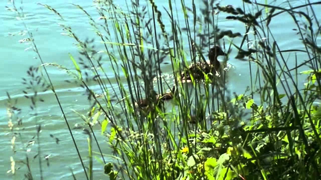 Filmlied 2014 Am Aarelouf Hannes Fuhrer