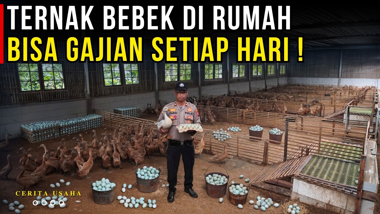 IDE USAHA SAMPINGAN BISA GAJIAN TIAP HARI DARI TERNAK BEBEK PETELUR SAMPING RUMAH | CERITA USAHA