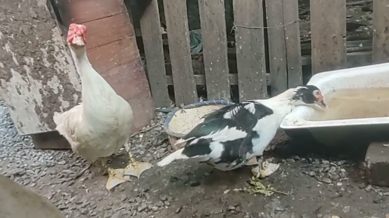 Criação de Patos: Super produção de Ovos
