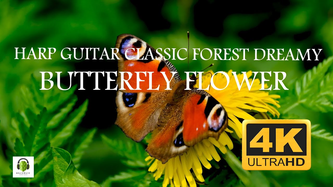 Butterfly Flower Insect | Meditation soothing Relaxation nature | harp guitar classic forest dreamy
