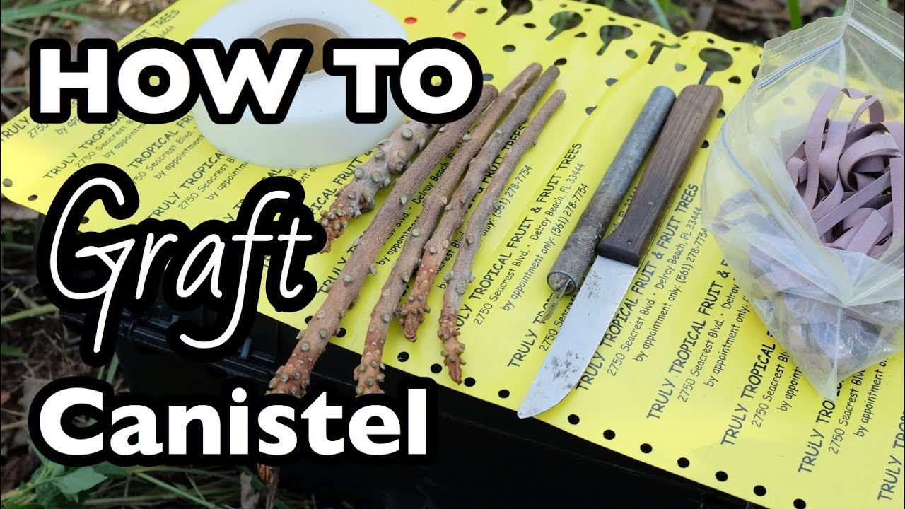 HOW TO Graft Canistel with Har Mahdeem