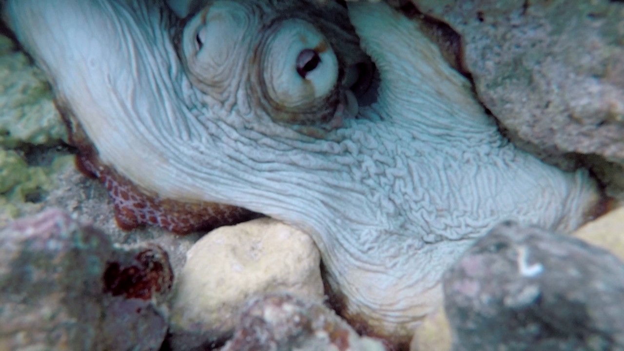 Octopus 2016