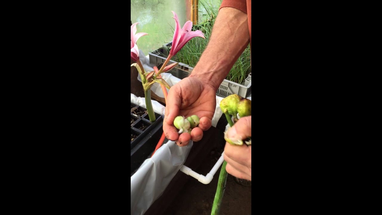Start Crinum Lily Seeds