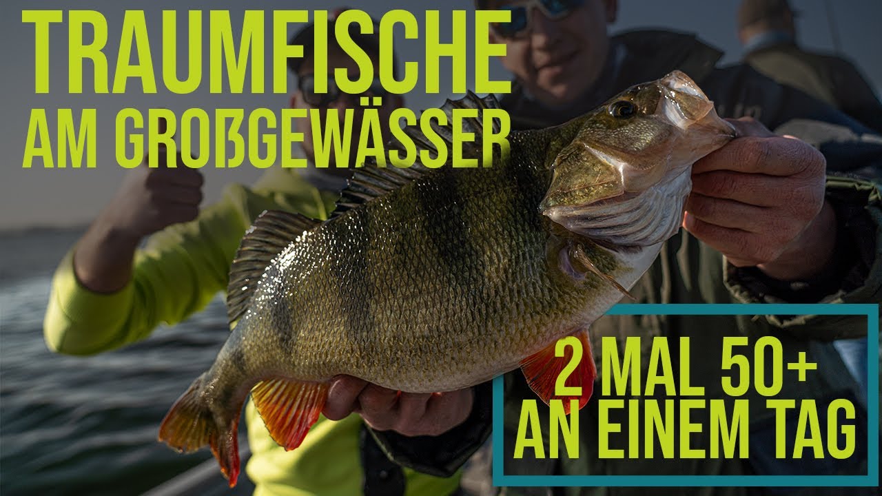 Traumfische am Großgewässer! 2x 50+ Barsche an einem Tag!