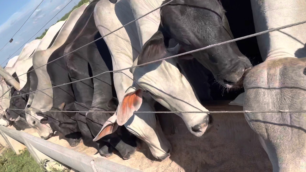 Confinamiento ganado bovino Santa Cruz,Bolivia. Ganado Nelor y angus