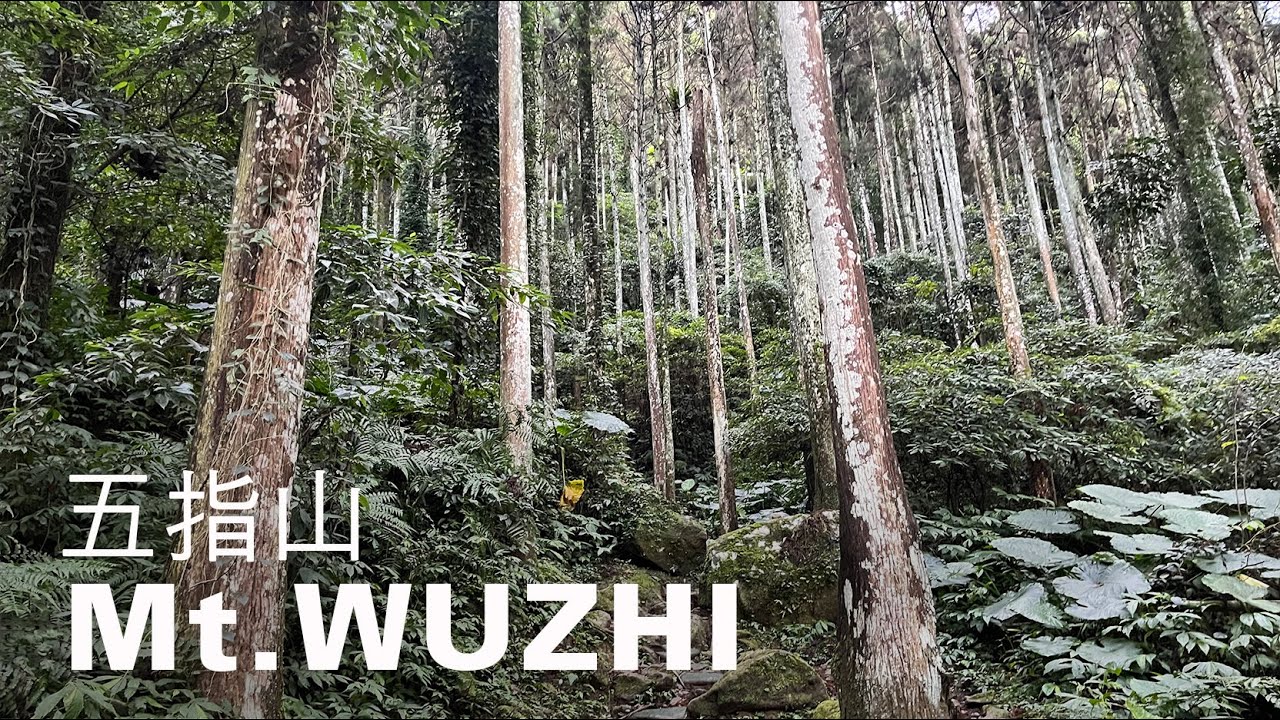 五指山環走5km，新竹山徑古樸林景幽雅，指峰凌霄從清朝紅到現代｜山上加美Lovely Hill