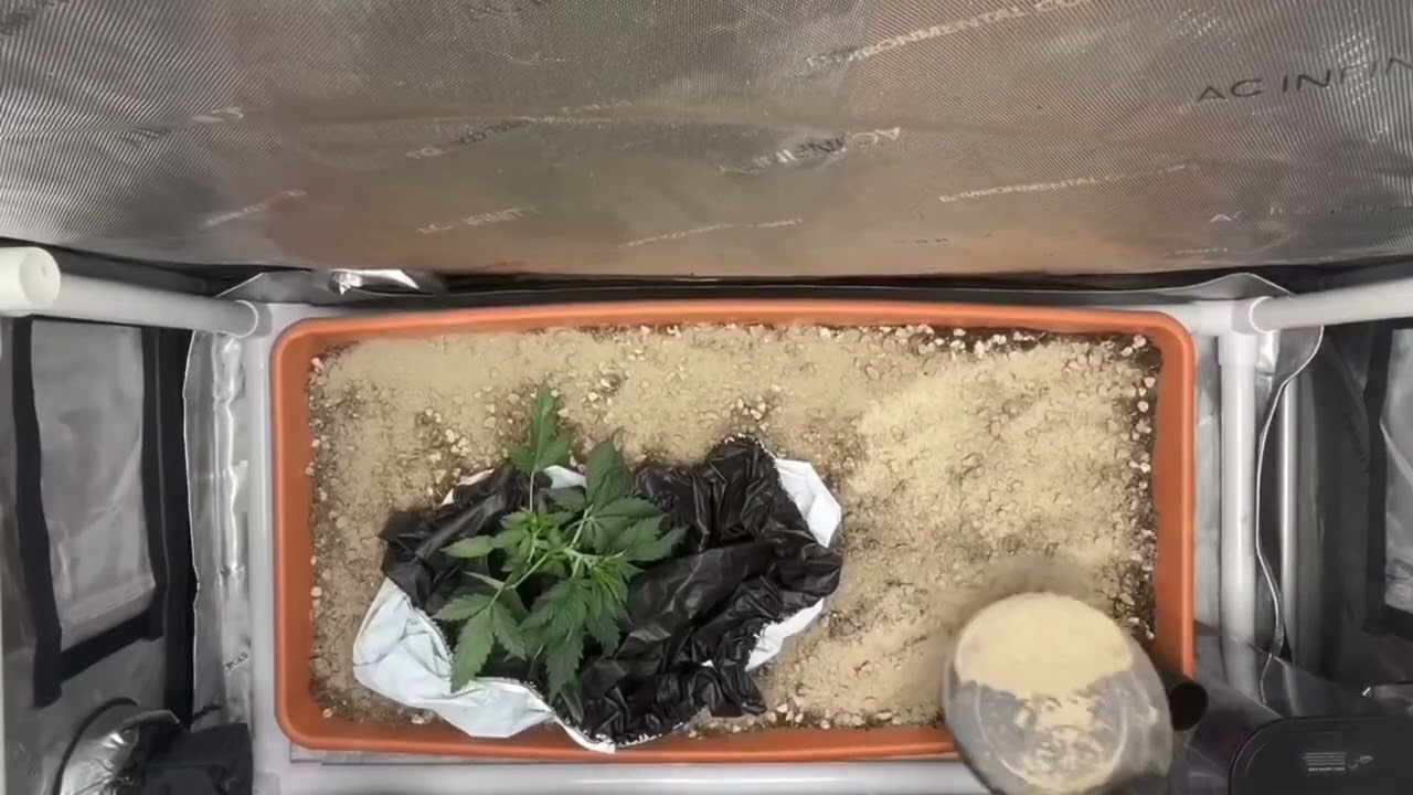 #GrowersGauntlet Hazy Girl days 20-33 @NorthernScrogger @WatchCLtv