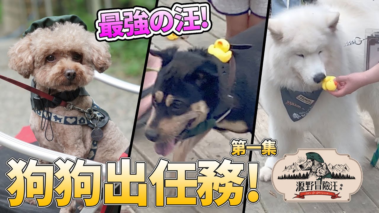 最強の汪會是cooper嗎!? 吃貨們寵物系列 狗狗年度超強盛會 源野冒險汪 冒險汪出任務  耐吉斯、PRIMAL 最愛.吃貨們 狗狗運動會上集