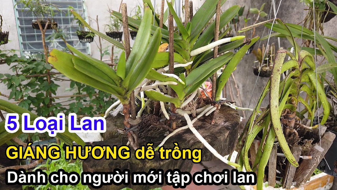 5 Loại Lan Giáng Hương Dễ Trồng Dành Cho Người Mới Chơi