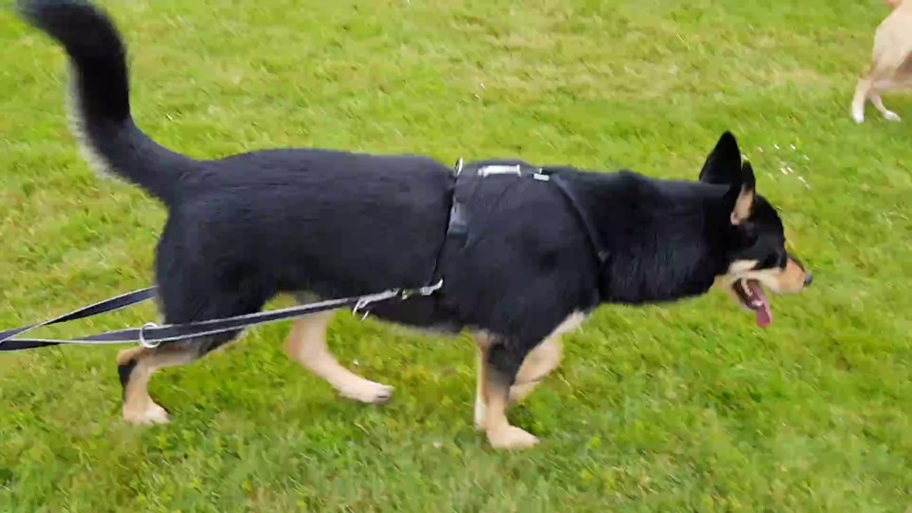 Comment muscler son chien/ training dog