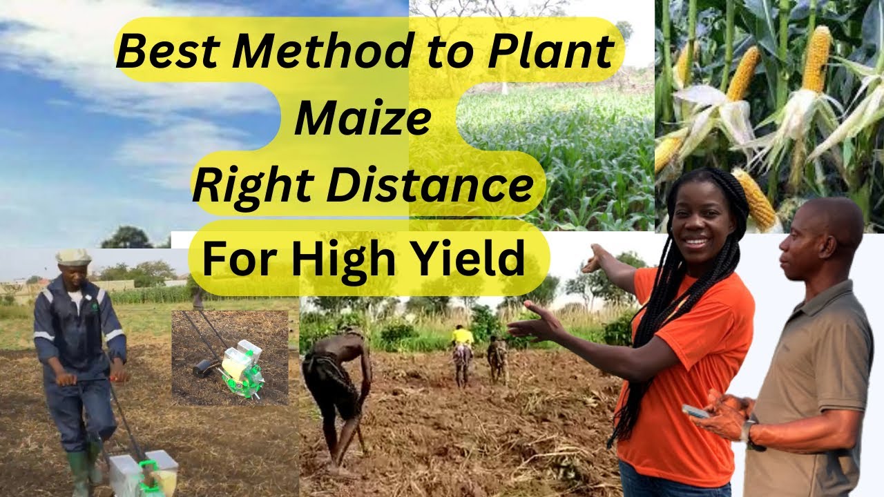 Best Method of planting maize from scratch to earn high income in Ghana | maize planting distance