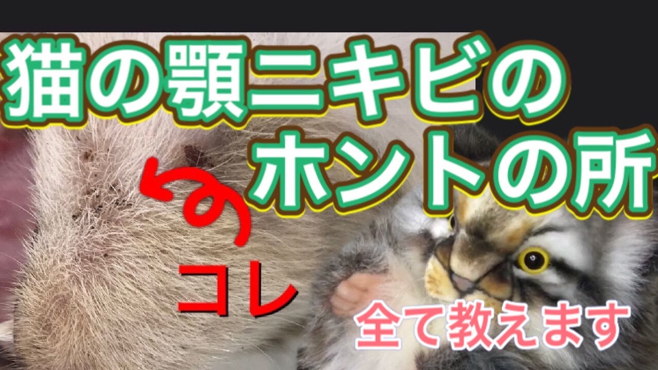 【パペット獣医】猫の顎ニキビ。獣医が本当のところを話します