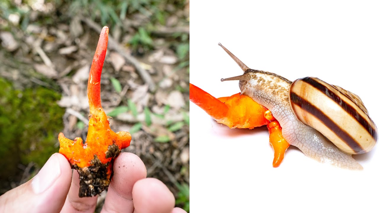 猛毒カエンタケをカタツムリに食わせると…