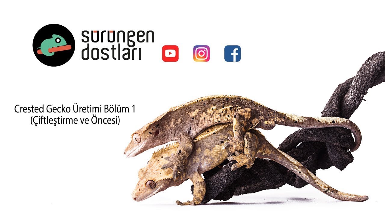 Crested Gecko Üretimi Bölüm 1: Çiftleştirme [ Correlophus ciliatus Breeding ]