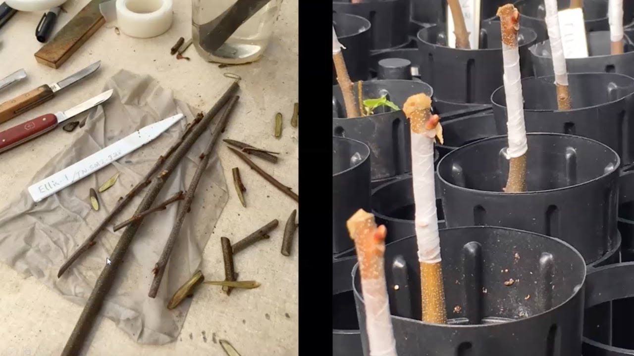 Grafting American chestnut with Dr. Hill Craddock, University of Tennessee at Chattanooga