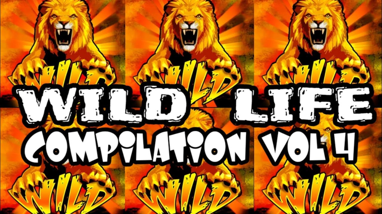 Сборник Wildlife Vol.#4 ВСЕ МАКСИМАЛЬНЫЕ БОНУСЫ СТАВОК!!!!