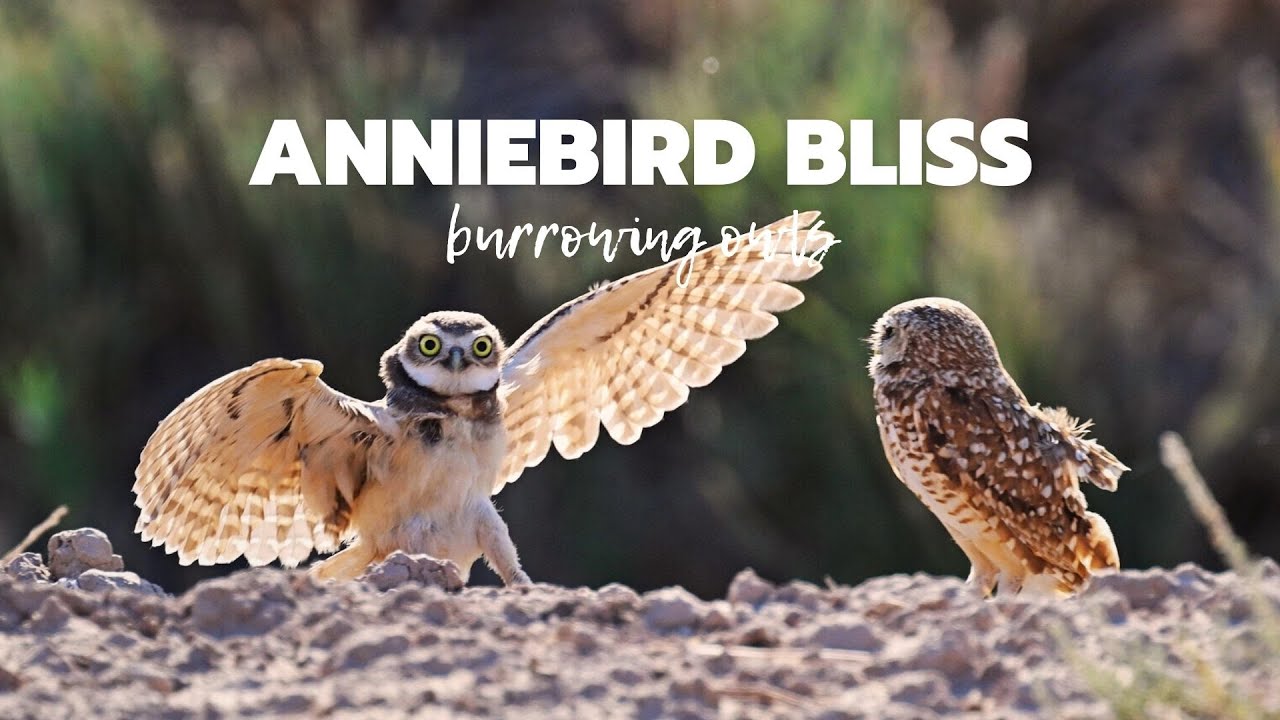 Cute Burrowing Owl Flies In to Say Hi