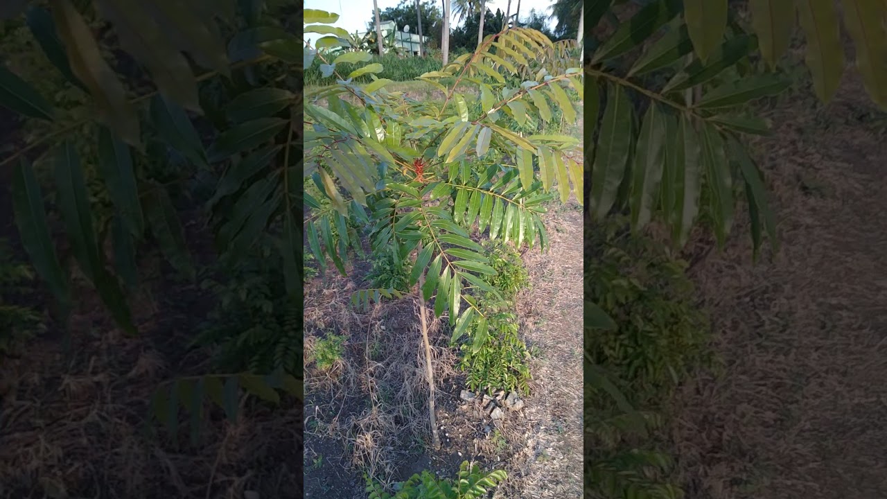 Khaya senegalensis/Dry Zone mahogany
