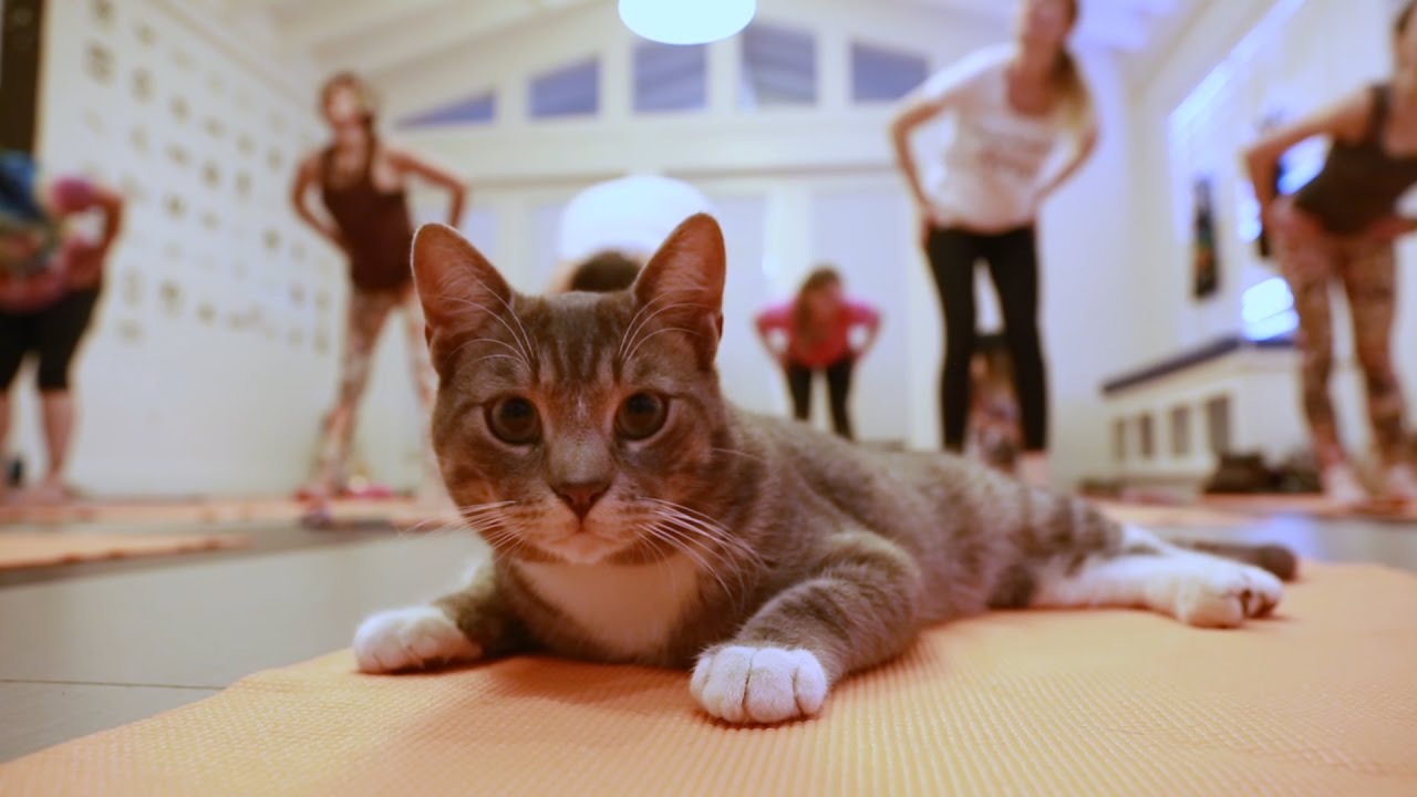 Cat Yoga - channel your inner meowmaste