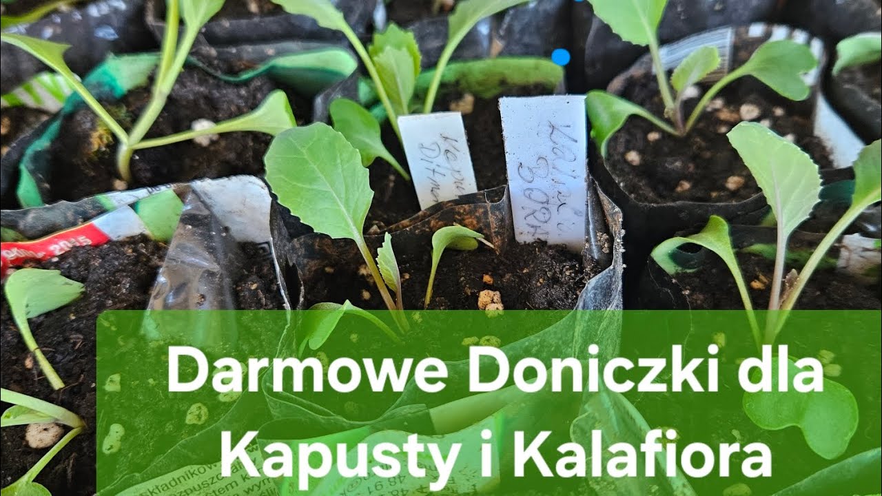 Przesadzam Kapusty i Kalafiory do Darmowych Doniczek.