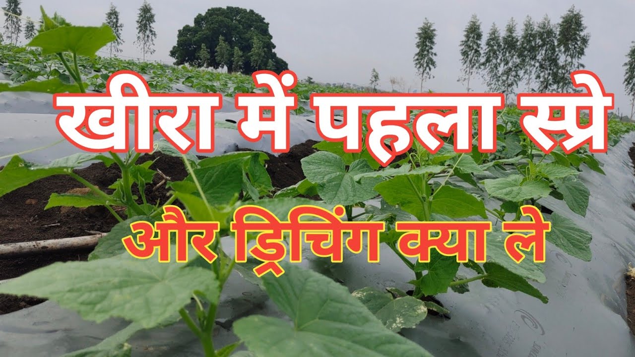 Kheera Me Pehla spry drinching ||Kheera Ki Kheeta || Barsat me Khira Ki Kheti ||Kheera