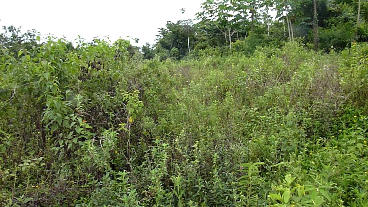 Tour of Jonestown, Guyana (part 4 of 7)