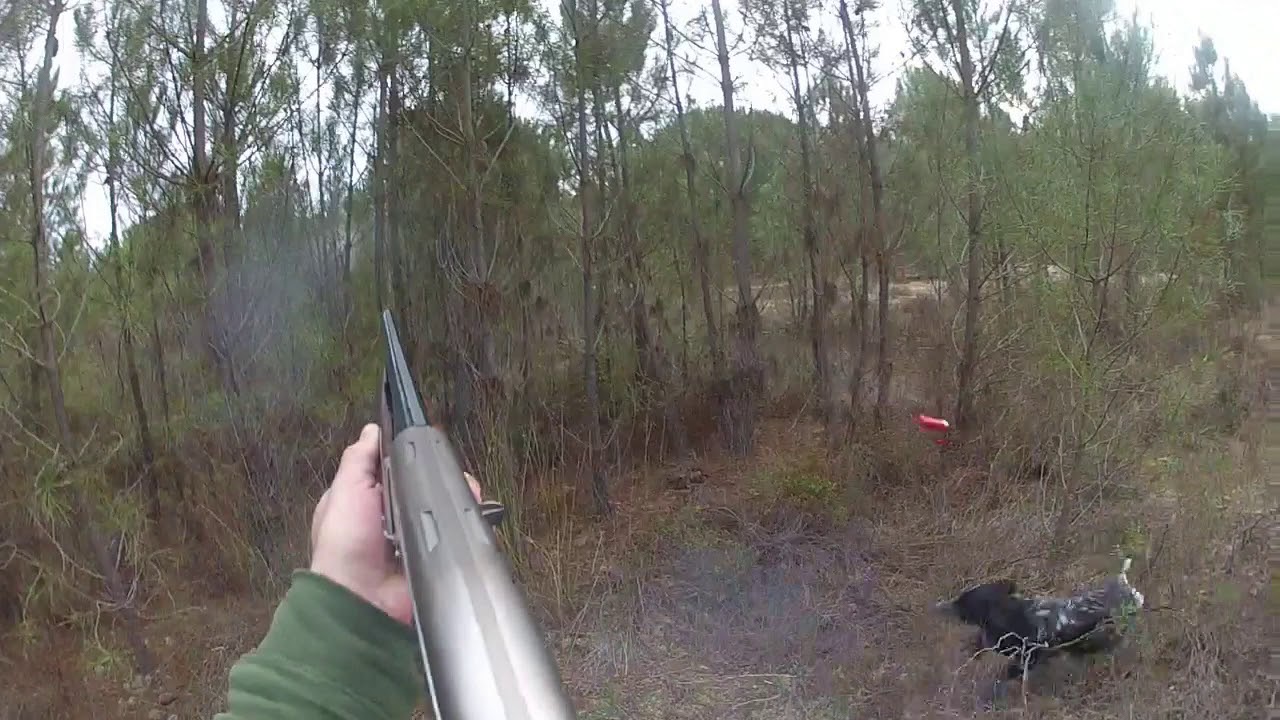 Ca&ccedil;a a galinhola( chasse b&eacute;casse, caccia beccaccia, caza becadas)-Portugal