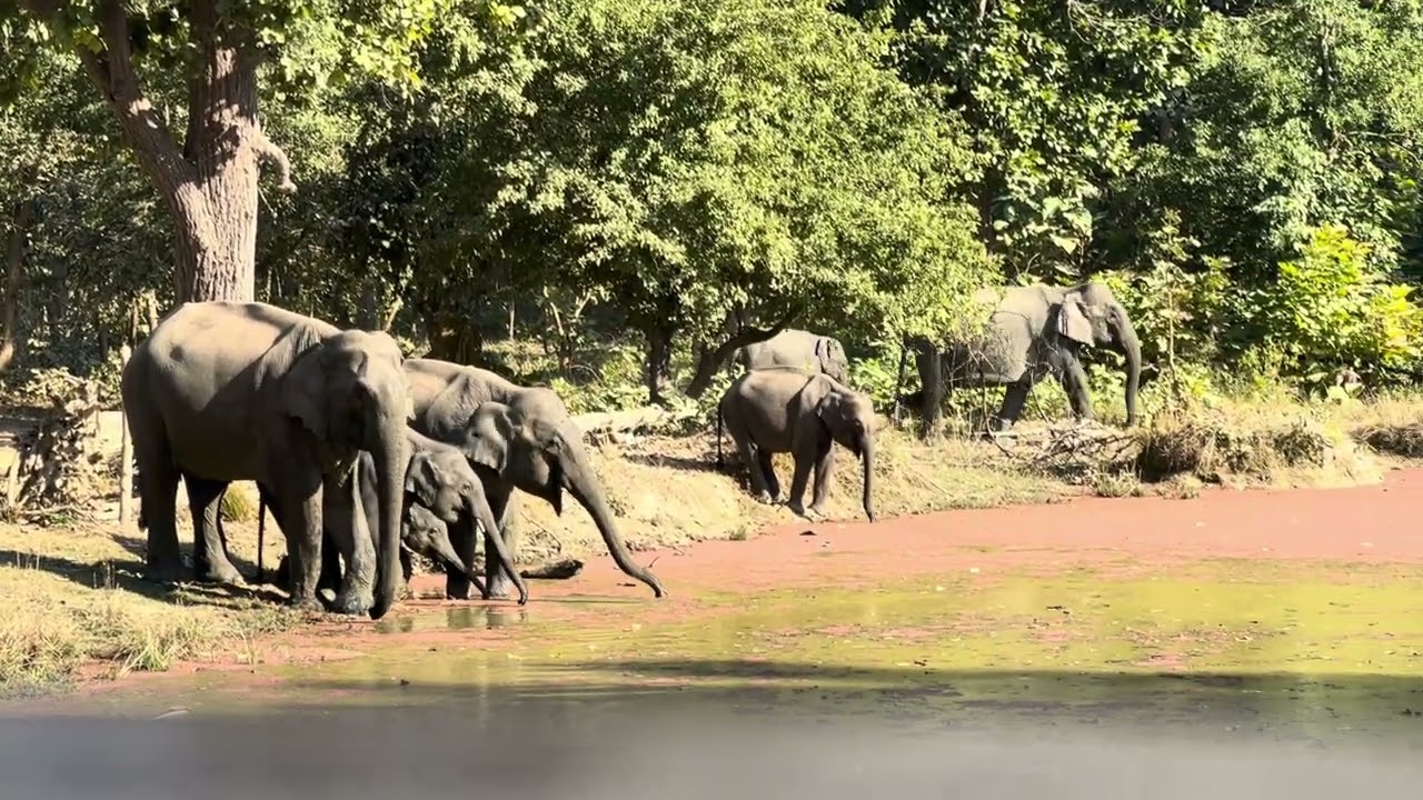 ELEPHANT GROUP | PINK WATER POND | PHANTO ZONE | JIM CORBETT NATIONAL PARK