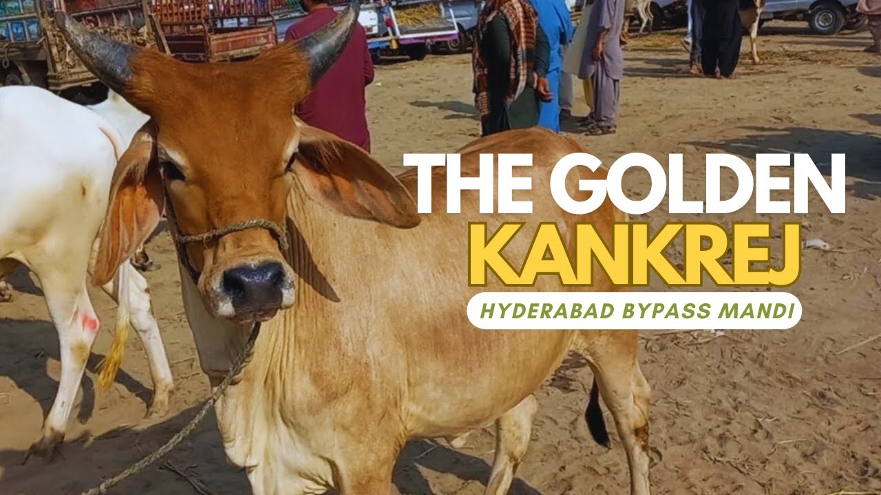 Hyderabad Bypass Cow Mandi | گائے منڈی میں شاندار کانکریج گائے | Mandi Update |  Ramzanis