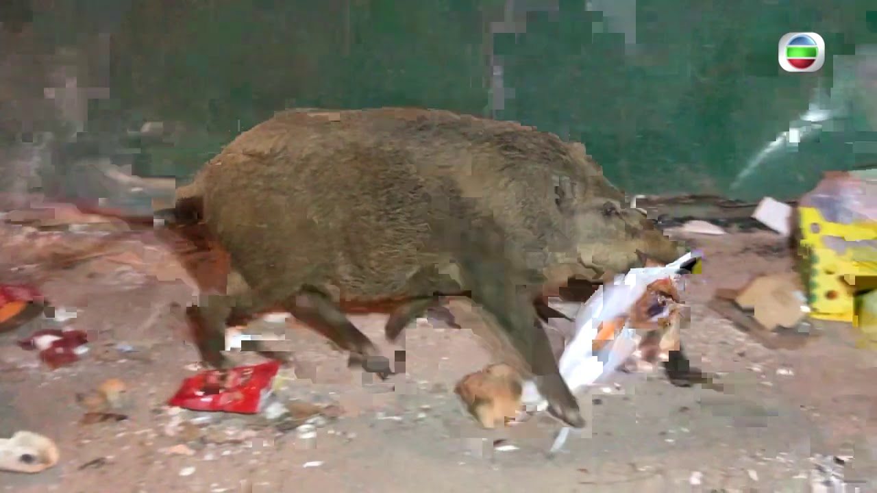 東張西望|  放獵犬咬野豬惡行令人齒冷|  群豬哀號 | 愛護動物