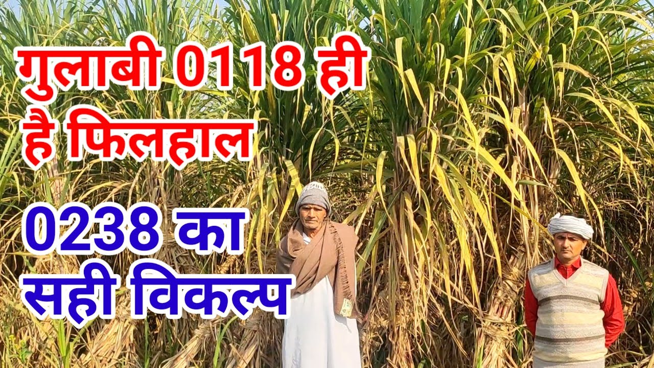 गुलाबी 0118 ही है 0238 का सही विकल्प। 0118 sugarcane variety. Manoj Rajput
