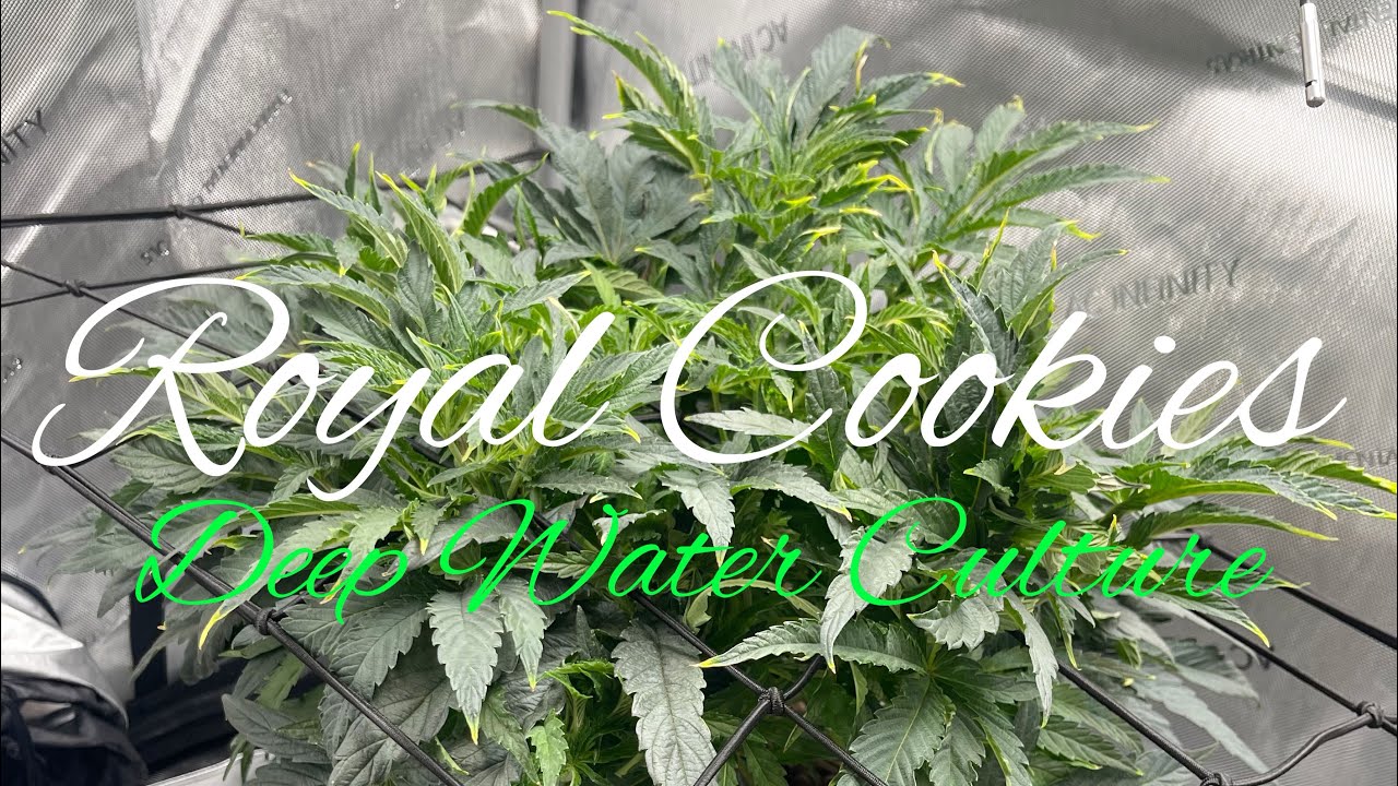 Royal Cookie | DWC | Week 7: Vegetation