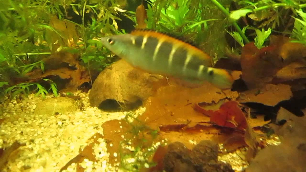 Crenicichla compressiceps im Aquarium