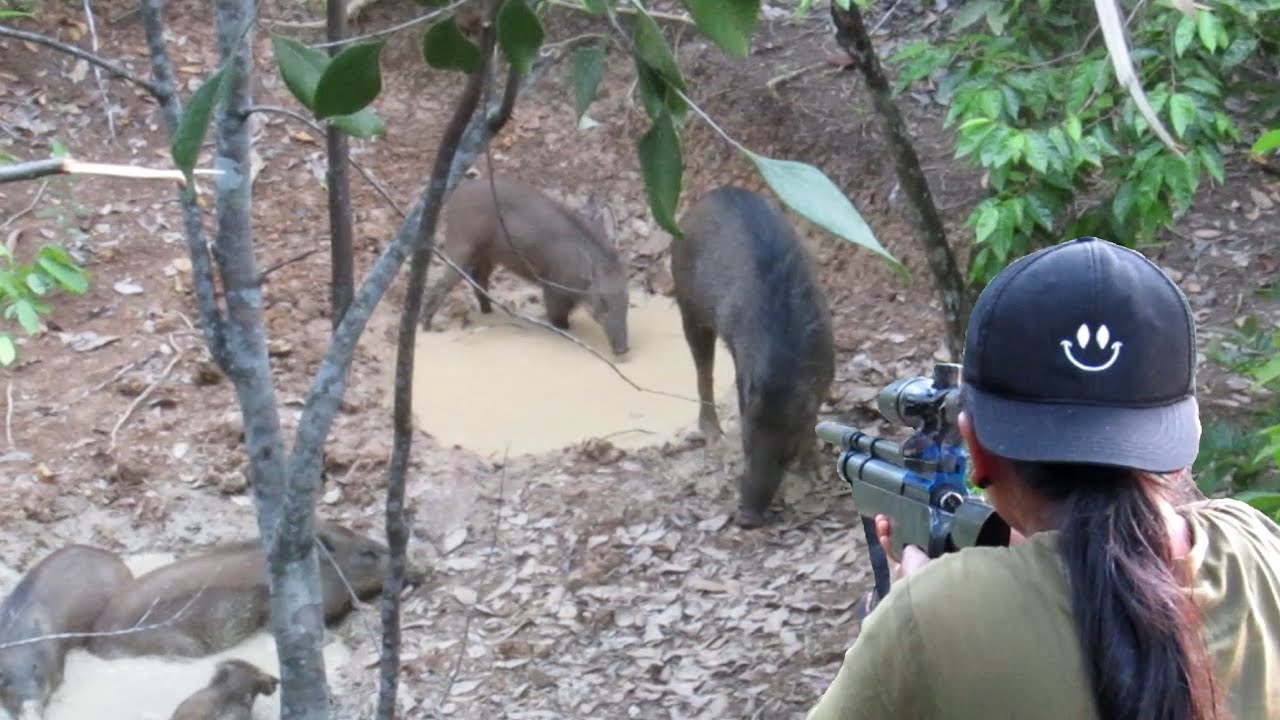 TEMBAK BABI JANTAN JUMBO DARI ATAS POHON‼️(hunting wild boar babi pemakan karet) ISTRI POIN LAGI