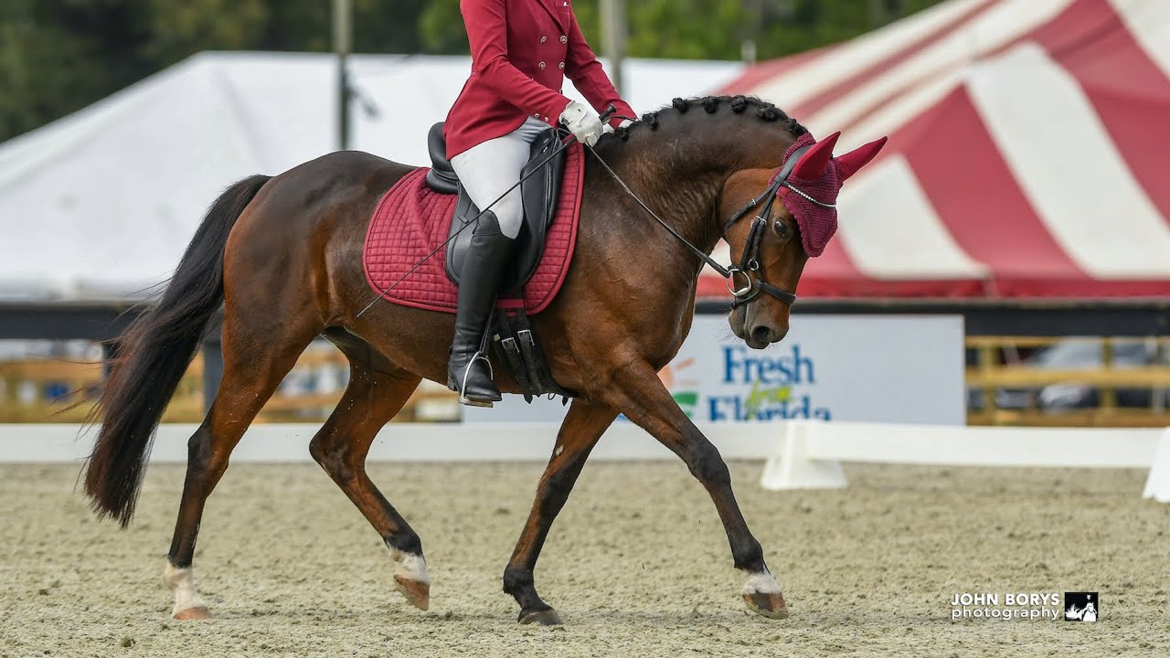 Poptart with Junior Rider 2023 Reg 3 Championships 1st Level Test 3 - 62.29% FEI Quality in SC. $40K