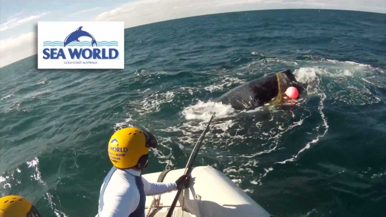 Whale rescue on the Gold Coast