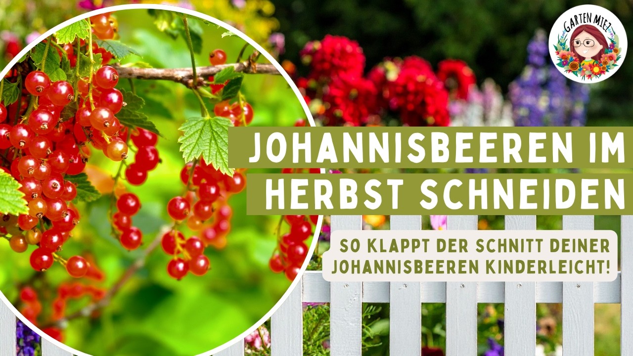 Herbstschnitt f&uuml;r Johannisbeeren 🍇 Tipps f&uuml;r gesunde & ertragreiche Str&auml;ucher