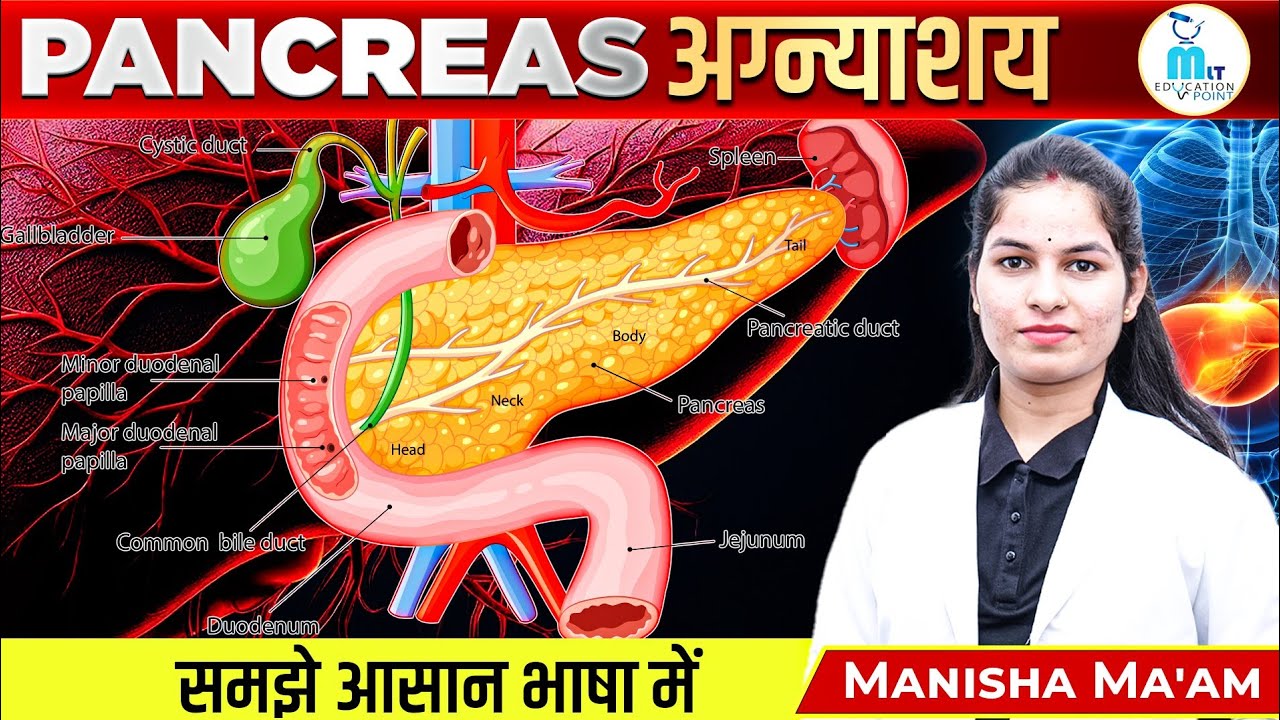 Pancreas in Hindi | अग्नाशय | Structure, Function & Hormones | Biology | by Manisha Ma'am