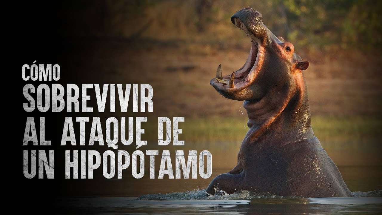 Cómo Sobrevivir el ataque de un hipopótamo