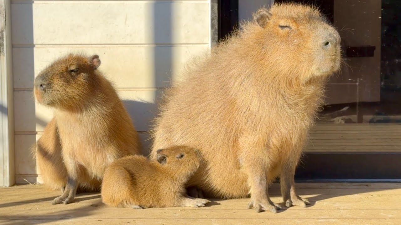 Раннее утро семьи капибар ☀️ Нежные моменты присмотра за их детёнышем