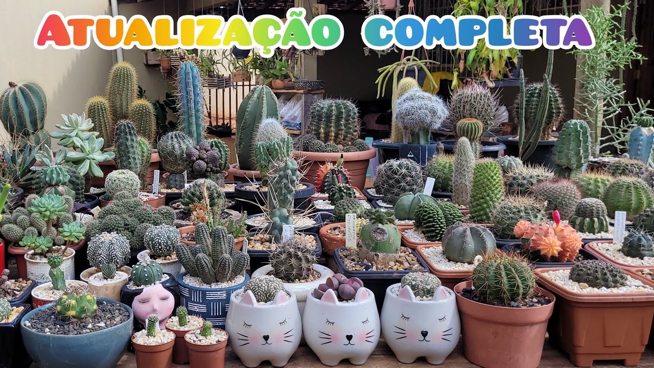 Mudança completa em toda coleçãooooo. Vem ver esse tour por tudo que mudou no jardim . 🌵💚