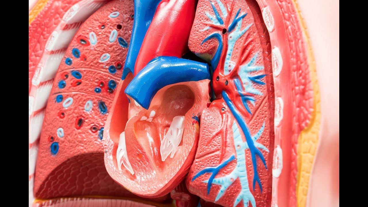 Left Atrial Appendage Closure for Atrial Fibrillation: The End of Warfarin?