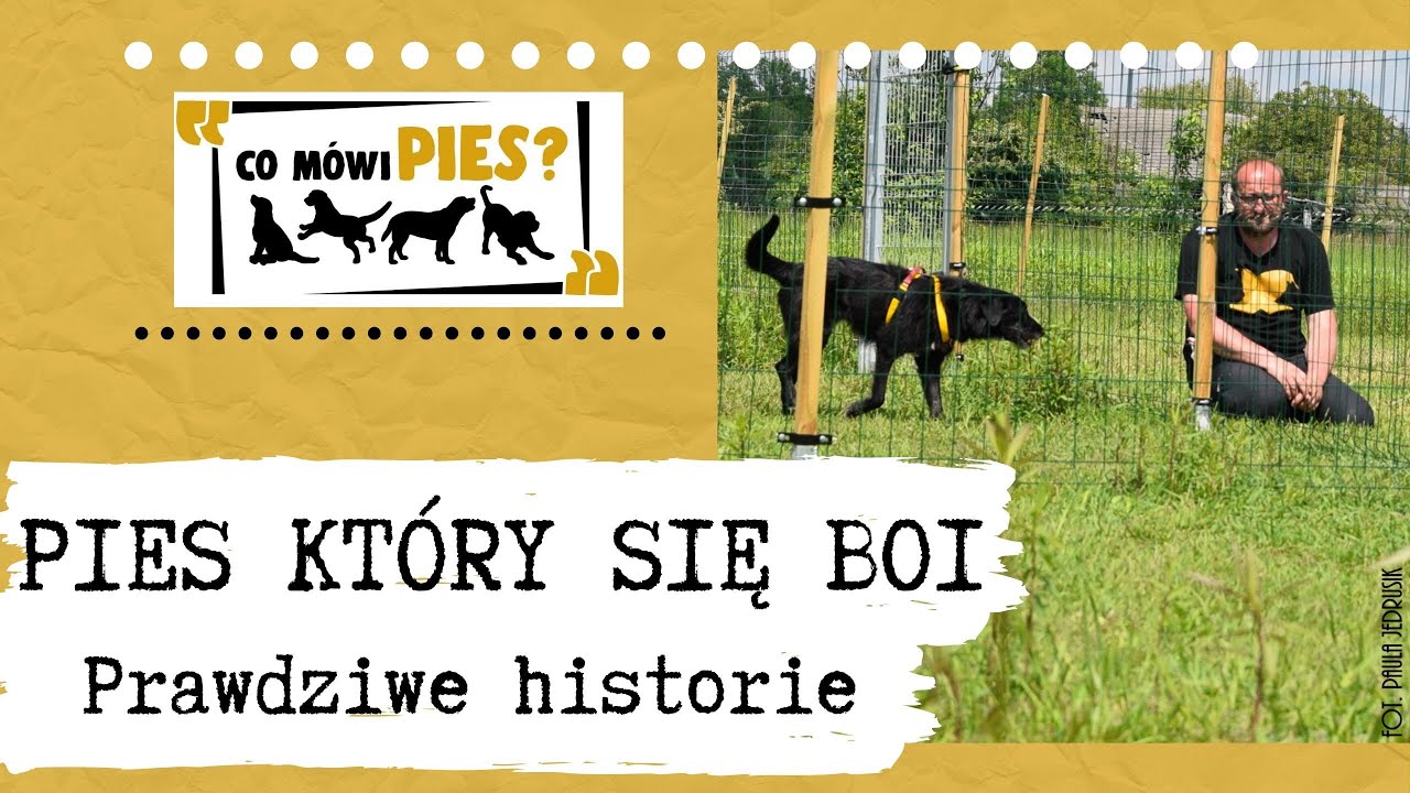 Lękliwy pies. O najciekawszych przypadkach opowiadają doświadczeni behawioryści! DN4N9