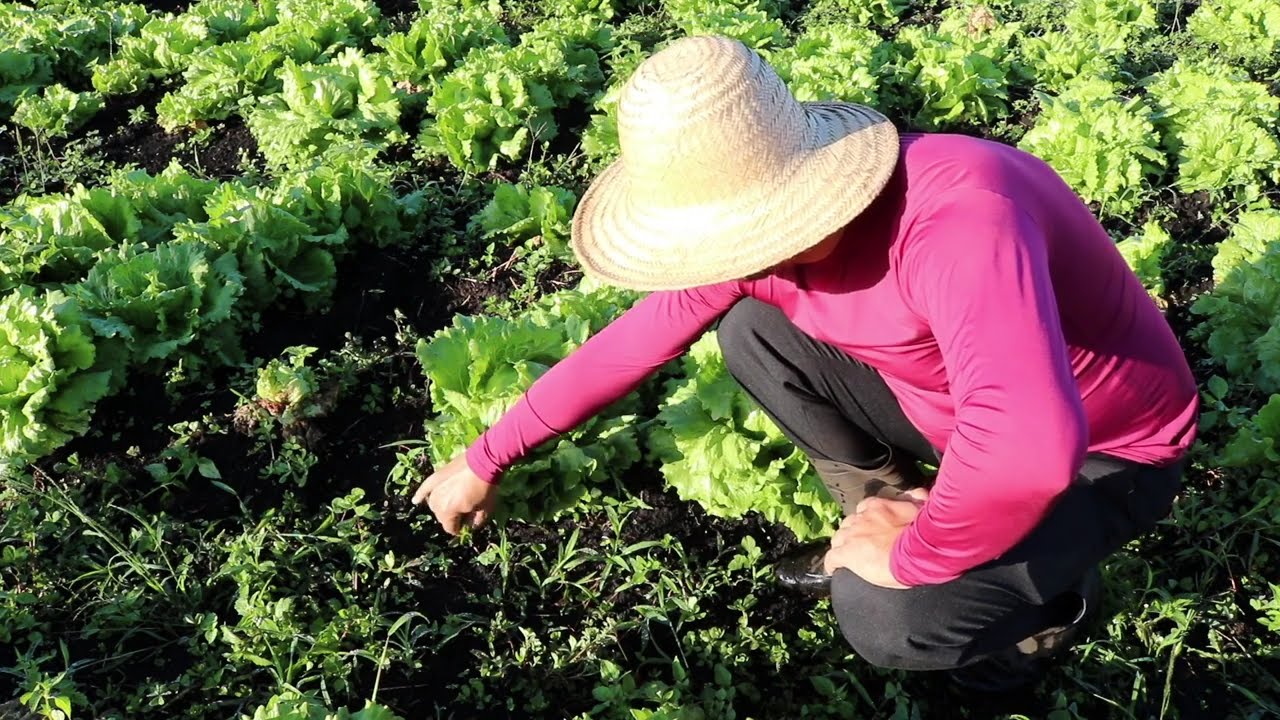 DICAS PARA VOCÊ  QUE PLANTA ALFACE AMERICANA