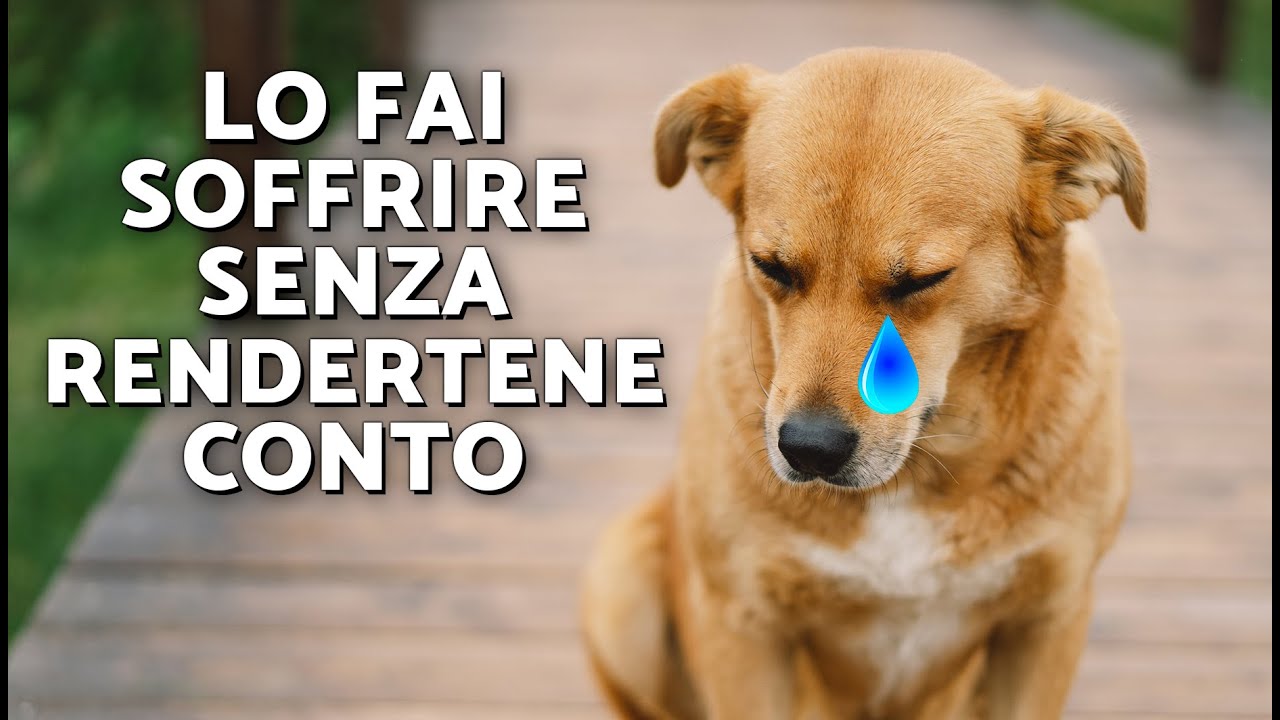 😢 Se fai queste 10 cose ogni giorno, spezzerai il cuore del tuo cane 🐶💔 (senza rendertene conto!)