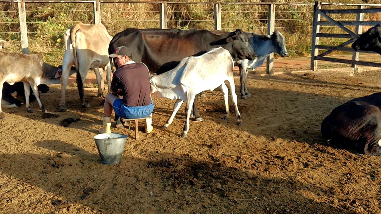 Tirando leite no curral de manhãzinha. Bezerrinhos felizes pulando pelo curral entre as vacas.